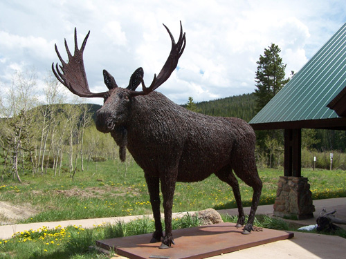 Where is this moose?